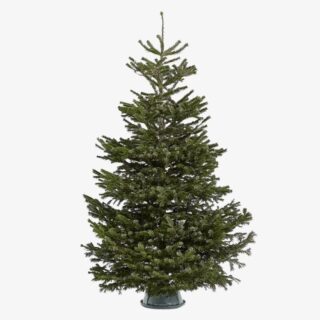 nordmann fir