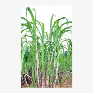sugar cane 2