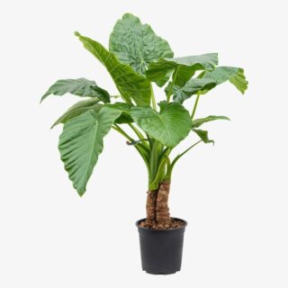 Alocasia macrorrhiza 1