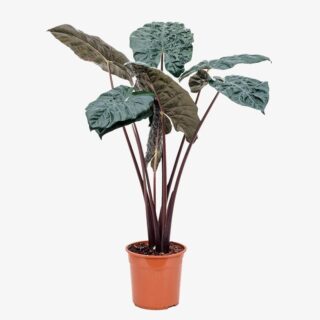 Alocasia sarawakensis Yucatan Princess