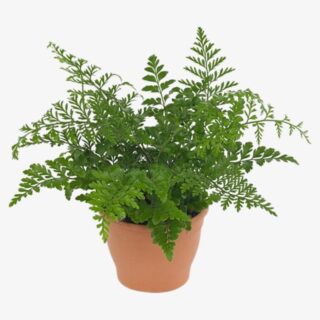 Asplenium parvati