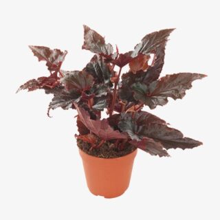 Begonia Black Magic