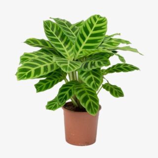 Calathea zebrina