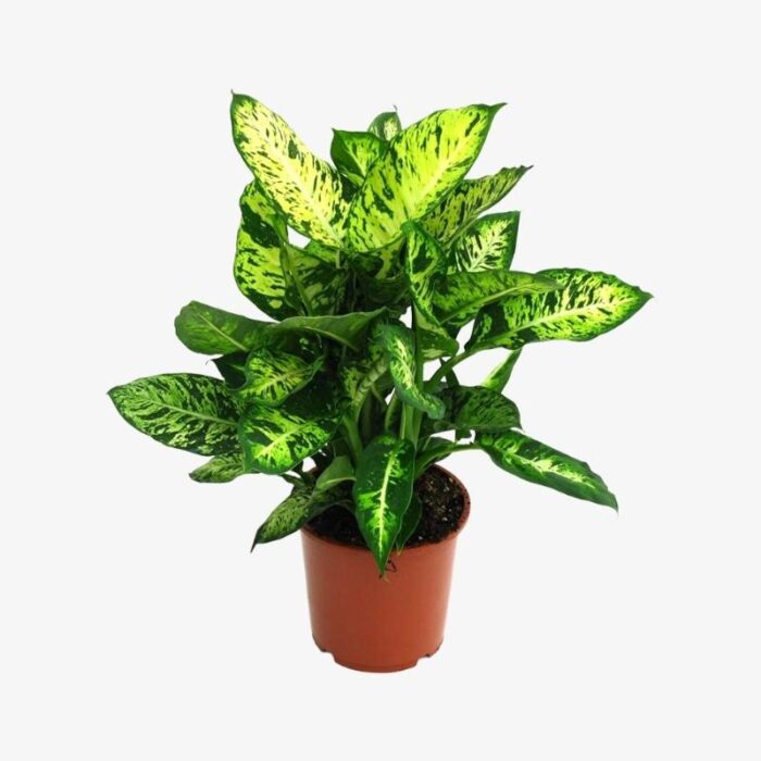 Dieffenbachia Compacta