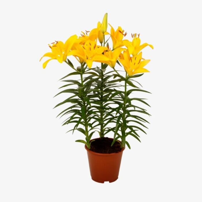 Lilium azia plant