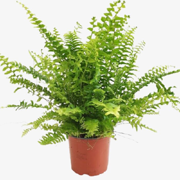 Nephrolepis exaltata Green Moment