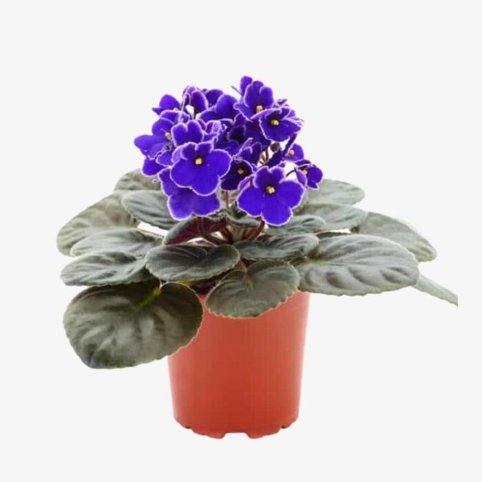 Saintpaulia African Violet 1