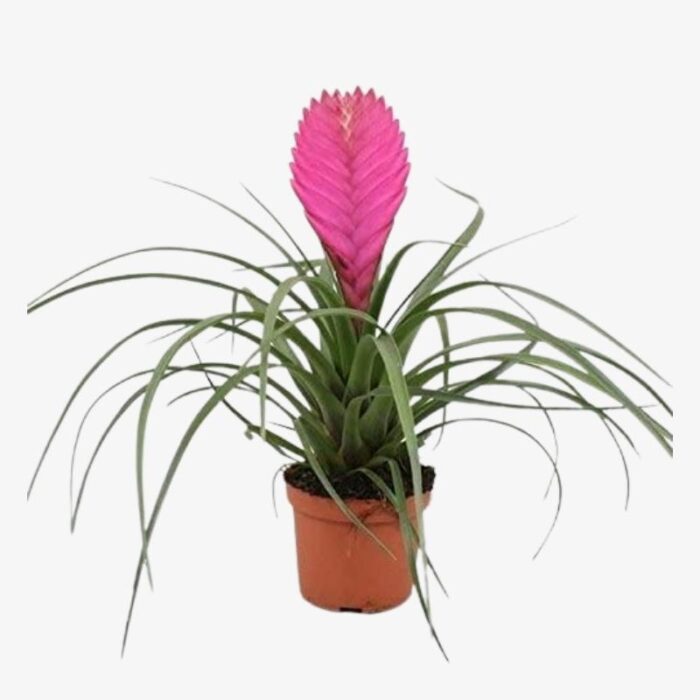 Tillandsia cyanea Anita