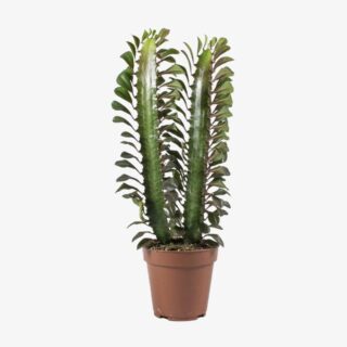 euphorbia trigona