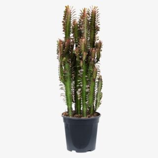 euphorbia trigona rubra 1