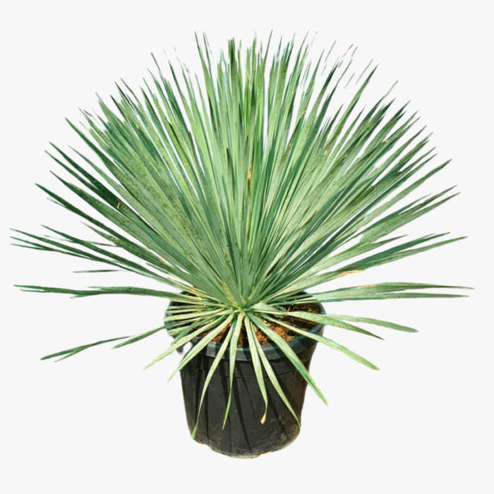 Yucca Rostrata