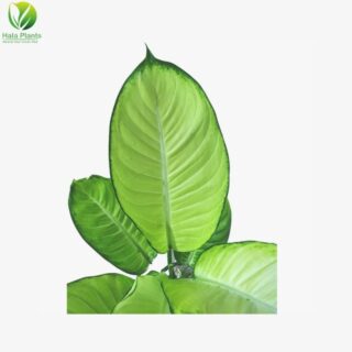 Dieffenbachia Tropic Marianne 1