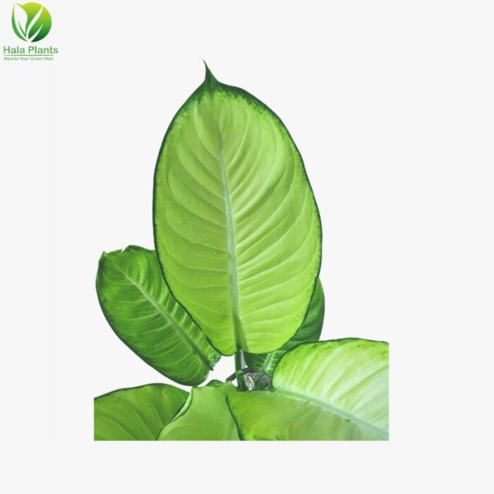 Dieffenbachia Tropic Marianne 1