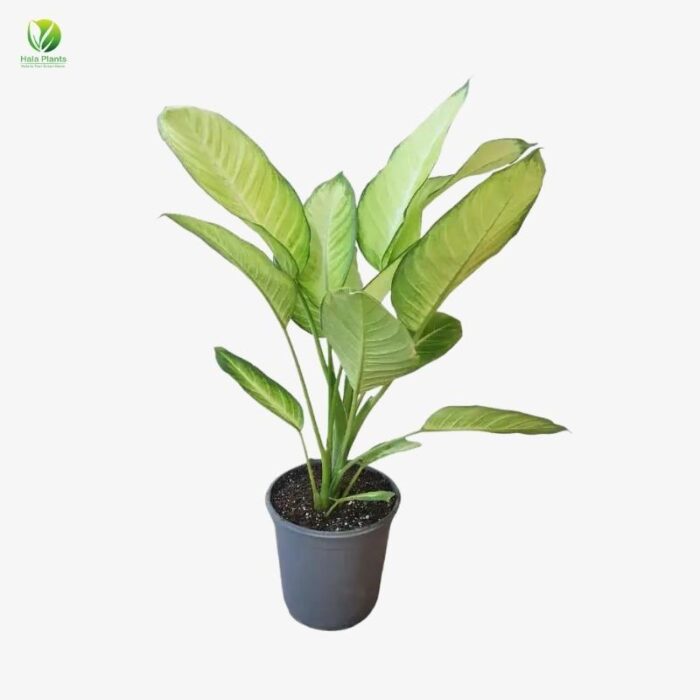 Dieffenbachia Tropic Mariannee