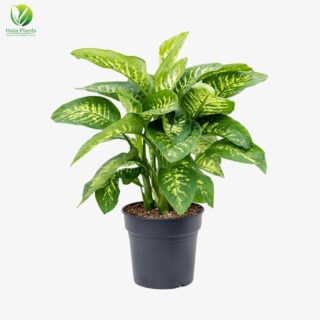 Dieffenbachia seguine Reeva