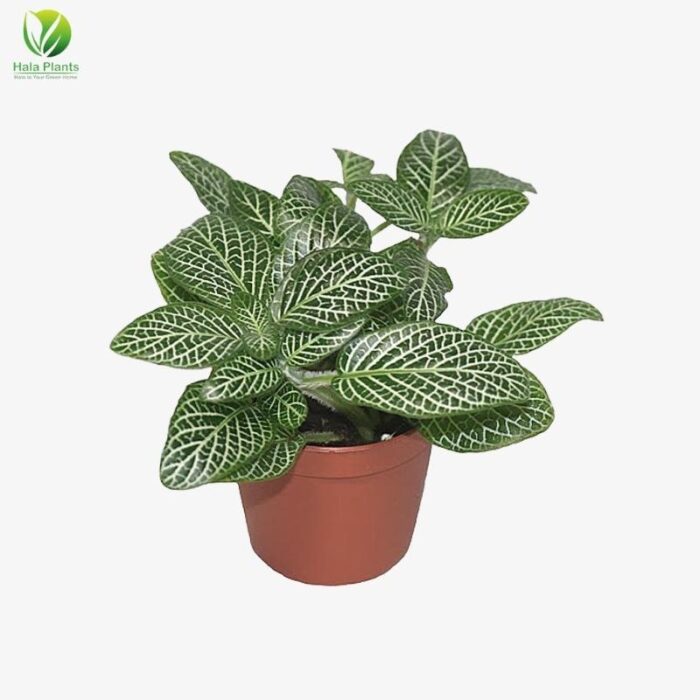 Fittonia verschaffeltii