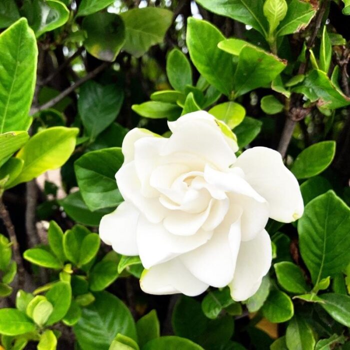 Gardenia Flower