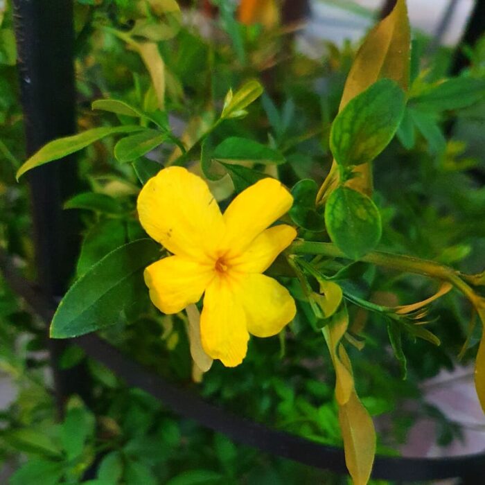 Jasminum