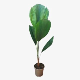 Licuala Grandis Plant