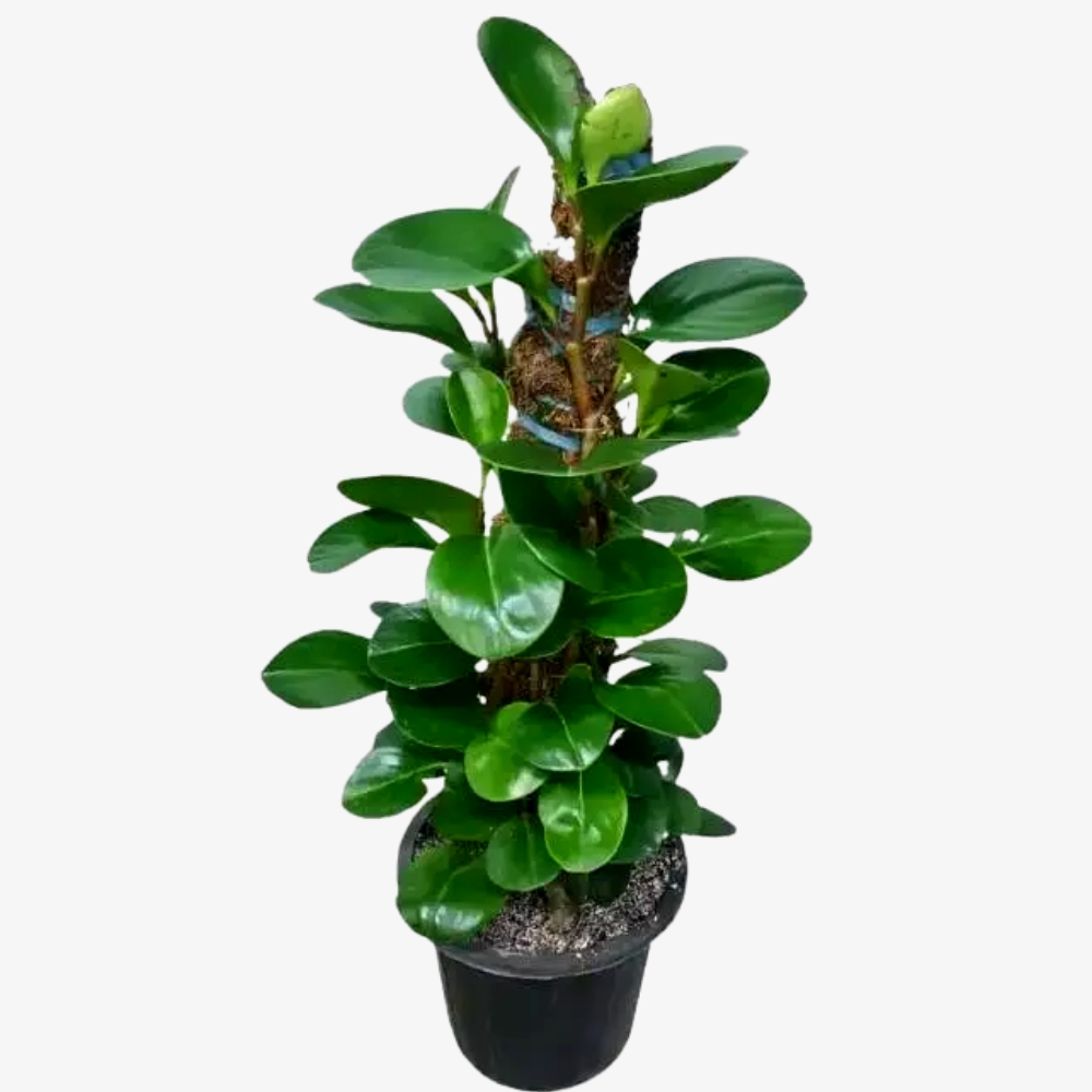 Peperomia Obtusifolia Plant