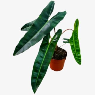 Philodendron Billietiae Plant