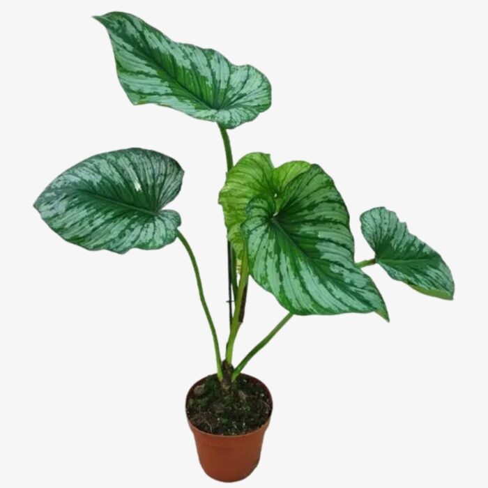 Philodendron Mamei