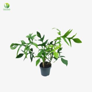 Philodendron Pedatum Glad Hands 1