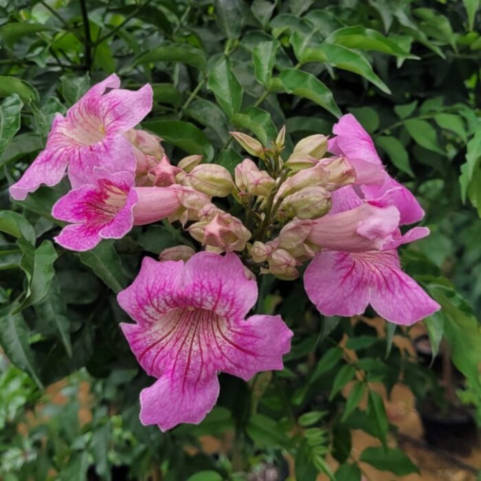 Pink Trumpet Vine Flowers