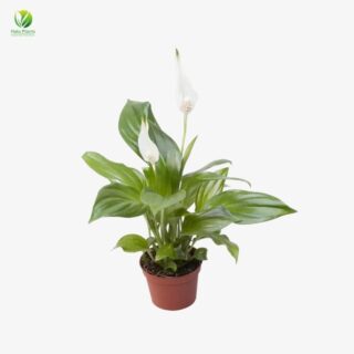 Spathiphyllum Pearl Cupido