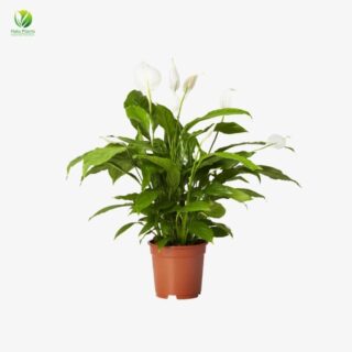 Spathiphyllum Verdi