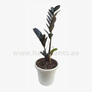 Black ZZ plant