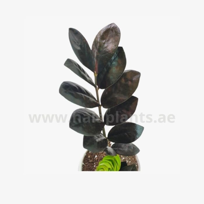 Black ZZ plant Leaf