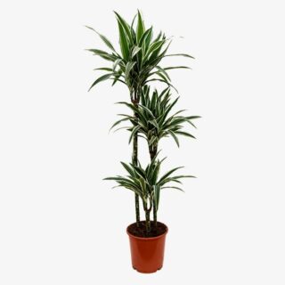 Dracaena fragrans Deremensis White Stripe