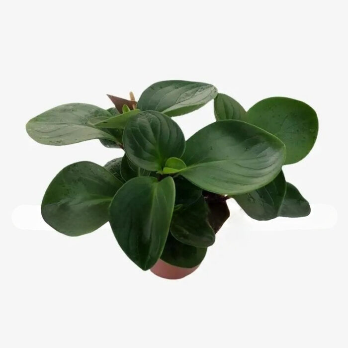 Peperomia Red Canyon Plant