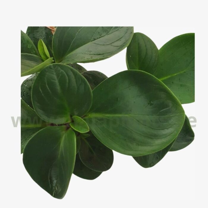 Peperomia Red Canyon leaf
