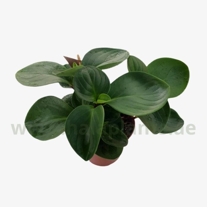 Peperomia Red Canyon plant