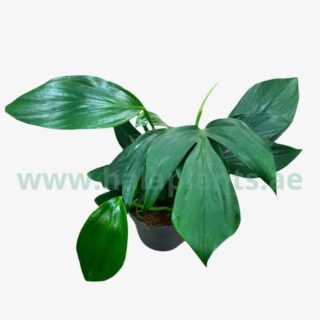 Philodendron Dragon Tail