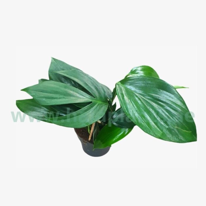 Philodendron Dragon Tail Plant
