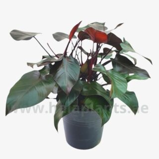 Philodendron Purple Congoo