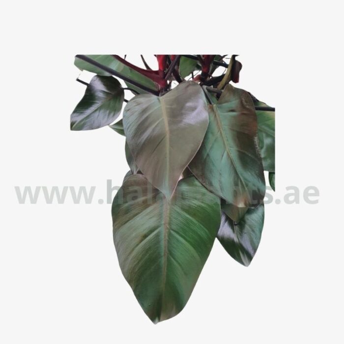 Philodendron purple congo Leaf