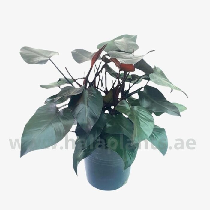 Philodendron purple congo Plant