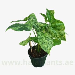 Syngonium Mottled