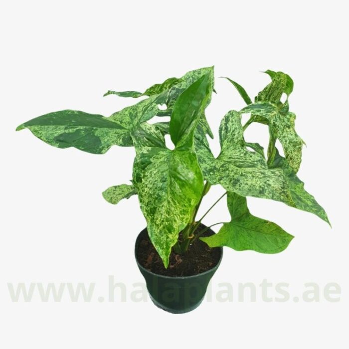 Syngonium Mottled Plant