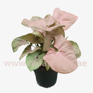 Syngonium Podophyllum Pink