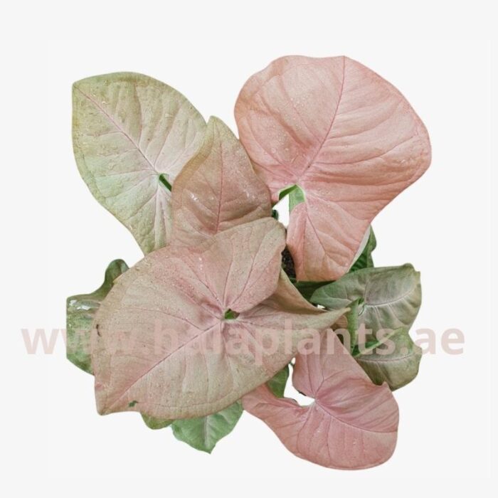 Syngonium Podophyllum Pink Flower