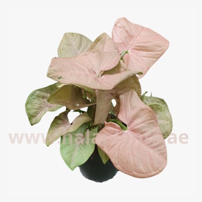 Syngonium Podophyllum Pink Plant