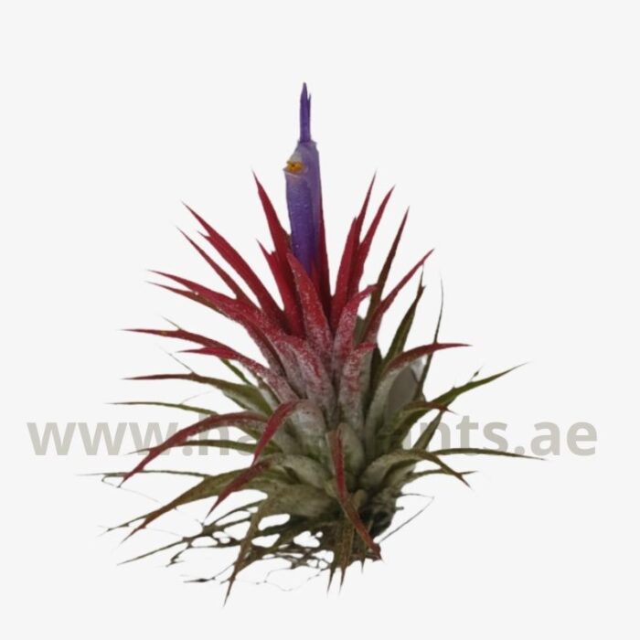 Tillandsia Ionantha