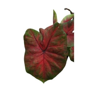 Caladium Festivia Leaf