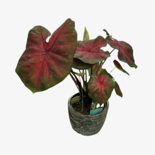 Caladium Festivia Plant