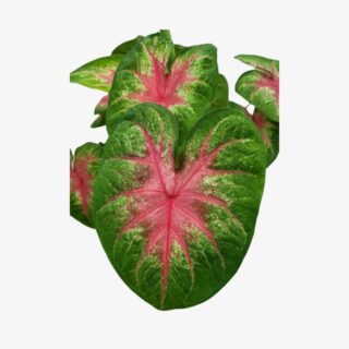 Caladium Rosebud Leaf